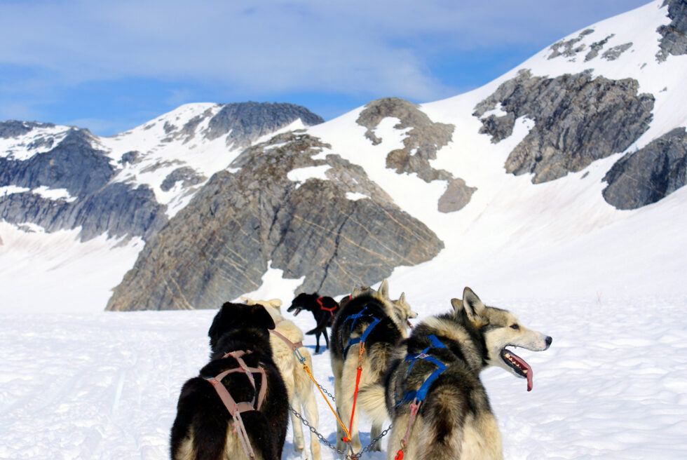 Dog+Sledding+photo+1