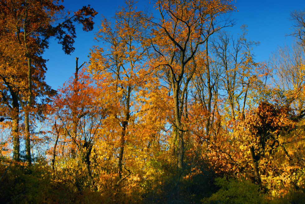 NYC+Nov2012+City+Mirror+image+2 1