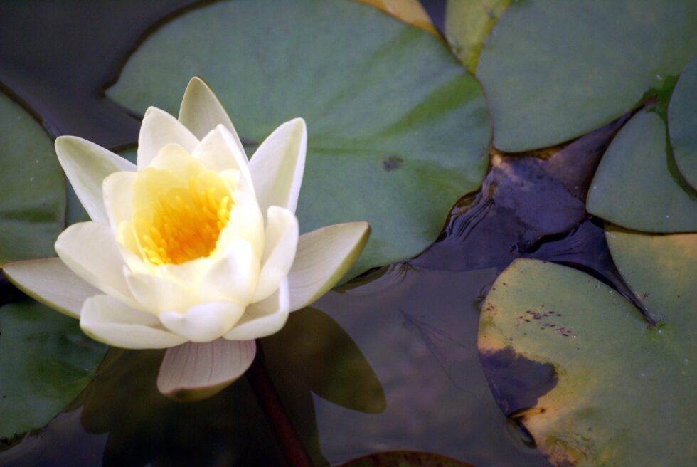 lily5